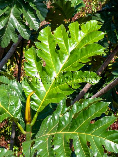 434307 - Arbre à pain (Artocarpus altilis)