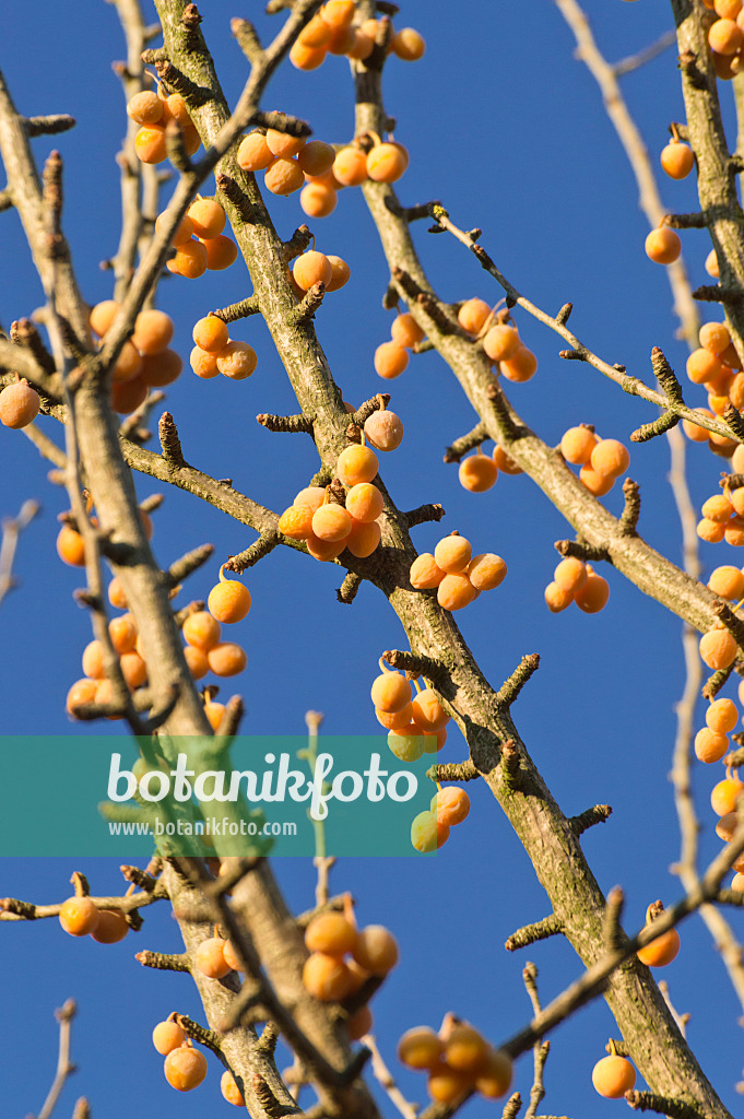 514044 - Arbre aux quarante écus (Ginkgo biloba)