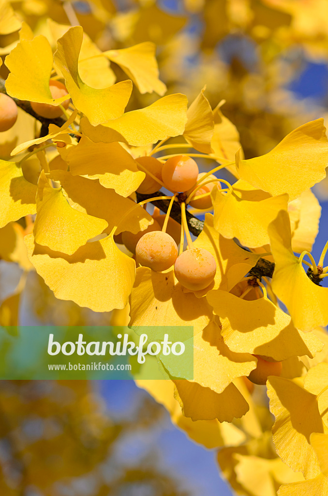 525425 - Arbre aux quarante écus (Ginkgo biloba)