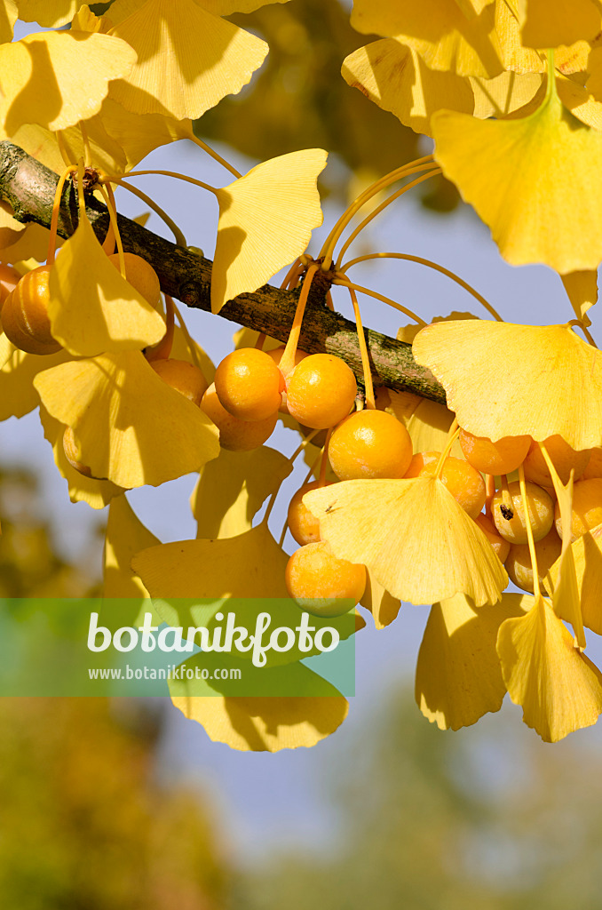 525426 - Arbre aux quarante écus (Ginkgo biloba)