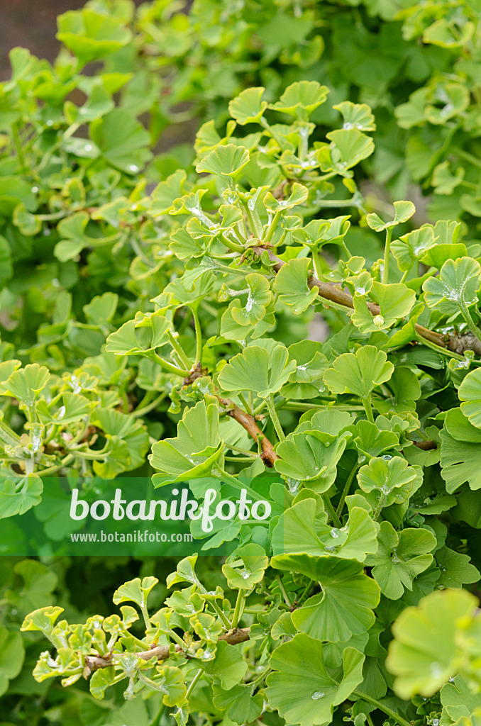 520385 - Arbre aux quarante écus (Ginkgo biloba 'Mariken')