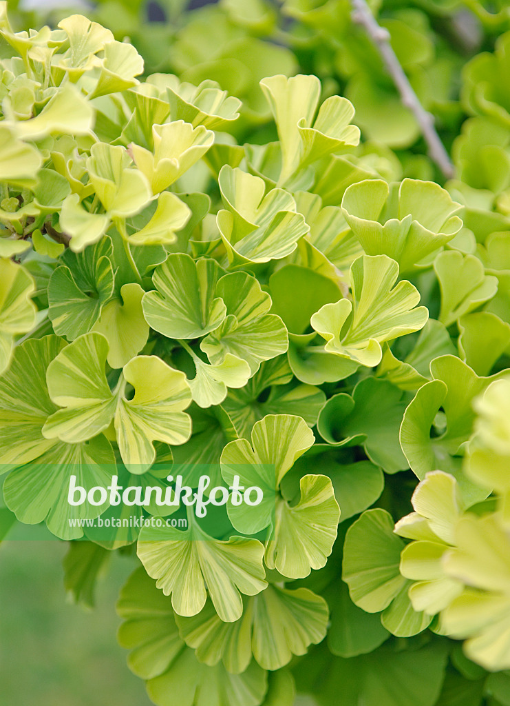 502207 - Arbre aux quarante écus (Ginkgo biloba 'Pévé Maribo')