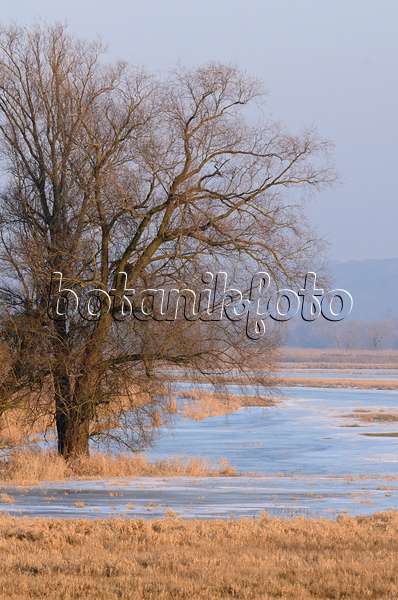 564254 - Arbre sur une prairie de polder inondée et gelée, parc national de la vallée de la Basse-Oder, Allemagne