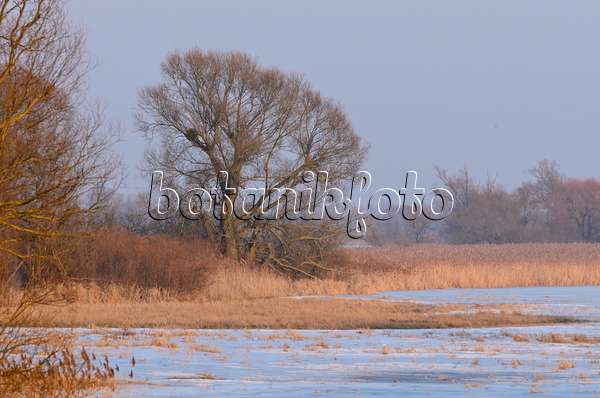 564256 - Arbre sur une prairie de polder inondée et gelée, parc national de la vallée de la Basse-Oder, Allemagne