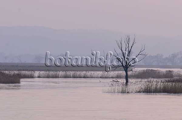 564262 - Arbre sur une prairie de polder inondée et gelée, parc national de la vallée de la Basse-Oder, Allemagne