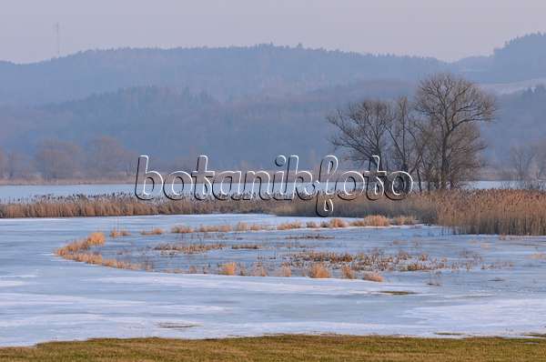 564258 - Arbres sur une prairie de polder inondée et gelée, parc national de la vallée de la Basse-Oder, Allemagne