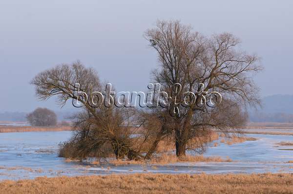 564259 - Arbres sur une prairie de polder inondée et gelée, parc national de la vallée de la Basse-Oder, Allemagne