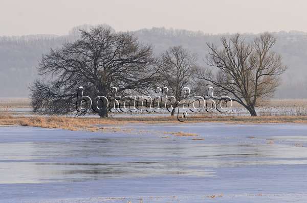 565002 - Arbres sur une prairie de polder inondée et gelée, parc national de la vallée de la Basse-Oder, Allemagne