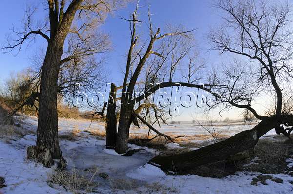 565003 - Arbres sur une prairie de polder inondée et gelée, parc national de la vallée de la Basse-Oder, Allemagne