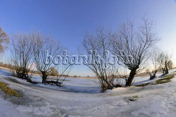 565005 - Arbres sur une prairie de polder inondée et gelée, parc national de la vallée de la Basse-Oder, Allemagne