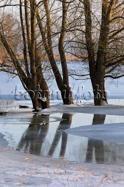 565006 - Arbres sur une prairie de polder inondée et gelée, parc national de la vallée de la Basse-Oder, Allemagne