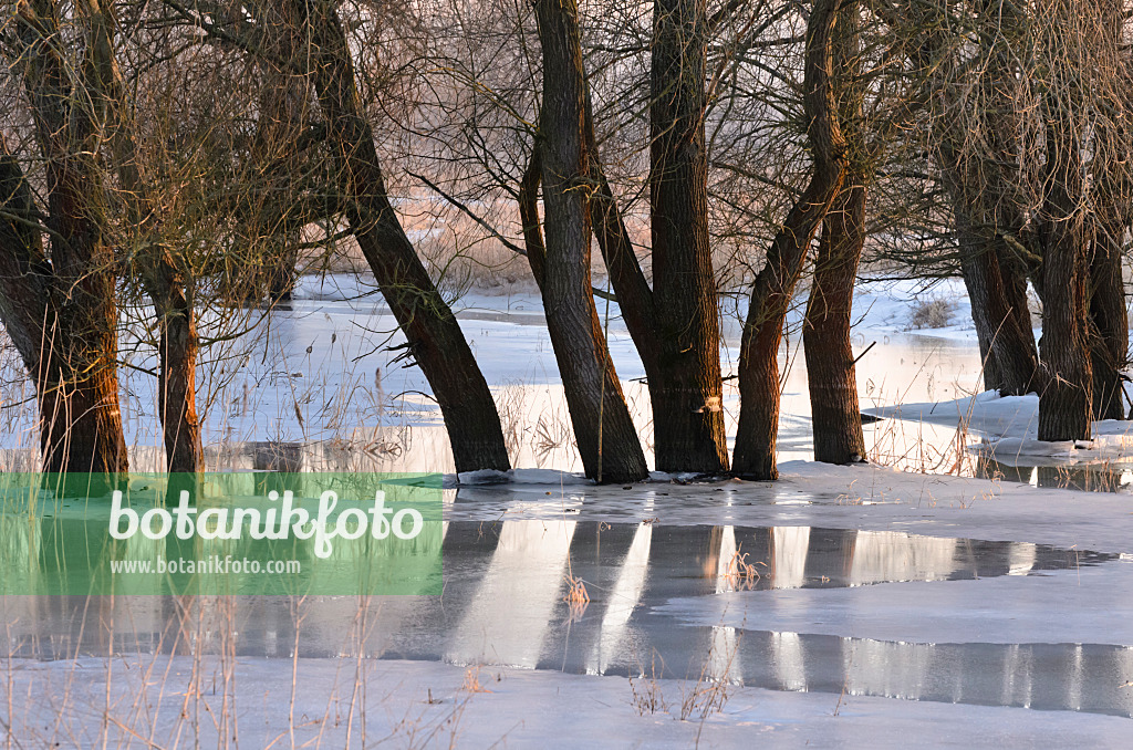 565007 - Arbres sur une prairie de polder inondée et gelée, parc national de la vallée de la Basse-Oder, Allemagne