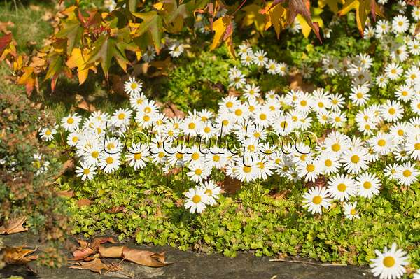 513081 - Arctic chrysanthemum (Arctanthemum arcticum syn. Chrysanthemum arcticum)