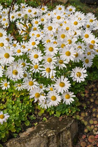 562005 - Arctic chrysanthemum (Arctanthemum arcticum syn. Chrysanthemum arcticum)