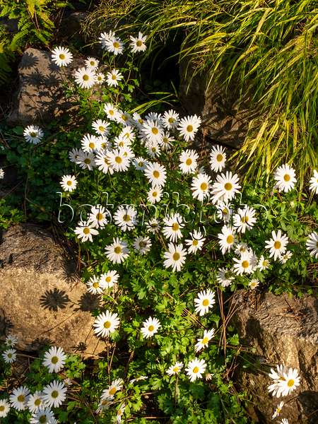 430129 - Arctic chrysanthemum (Arctanthemum coronarium syn. Chrysanthemum coronarium)