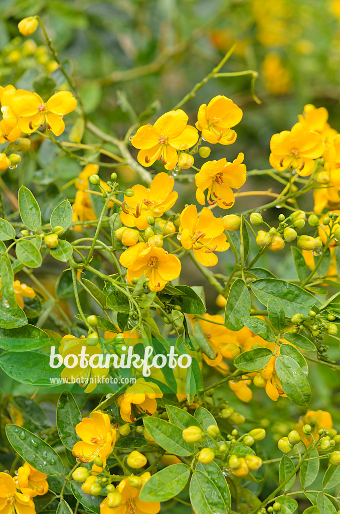 548022 - Argentine senna (Senna corymbosa syn. Cassia corymbosa)