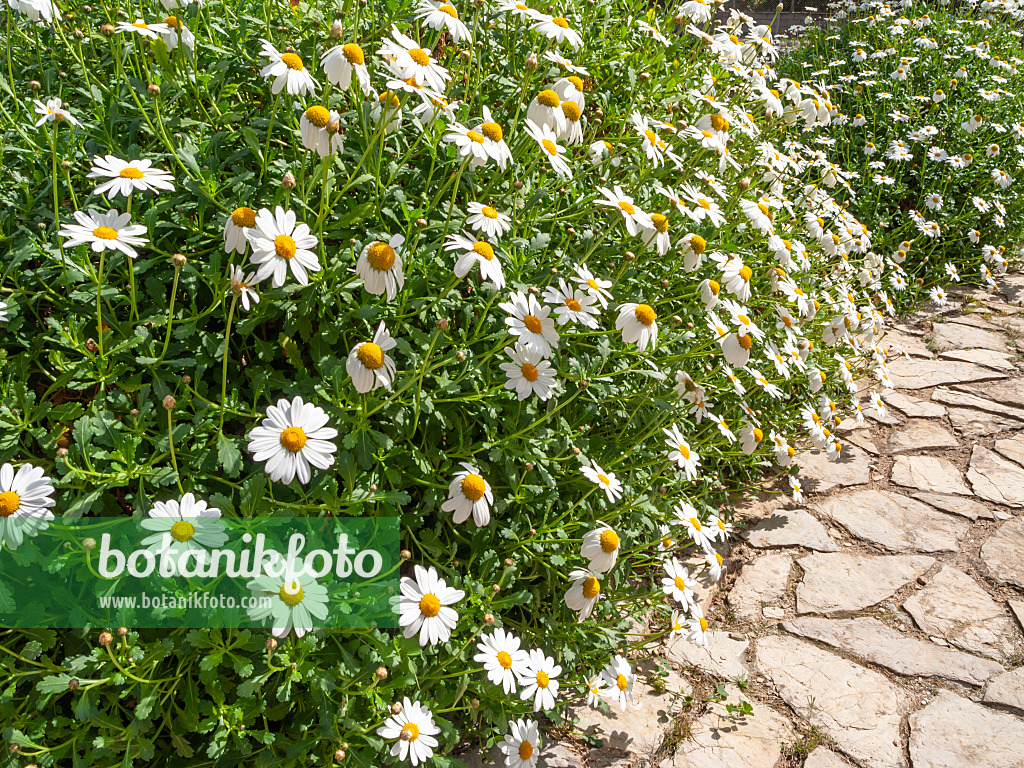 424020 - Argyranthemum pinnatifidum subsp. succulentum