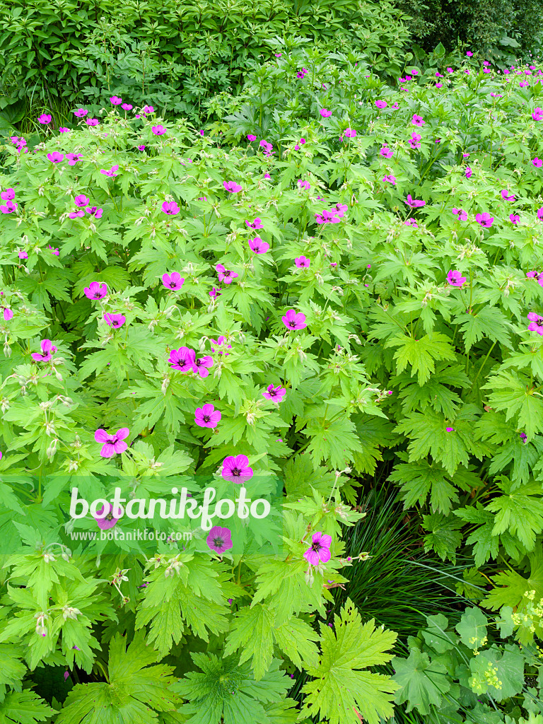 426162 - Armenian cranesbill (Geranium psilostemon)