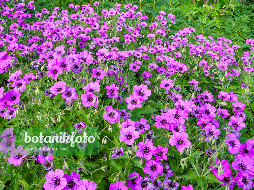 438238 - Armenian cranesbill (Geranium psilostemon 'Patricia')