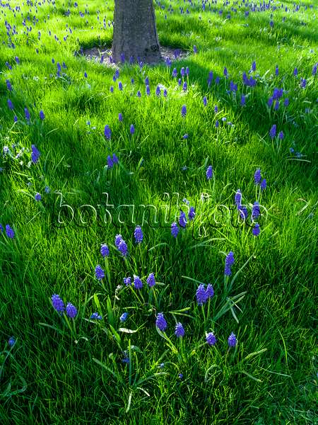 459084 - Armenian grape hyacinth (Muscari armeniacum)