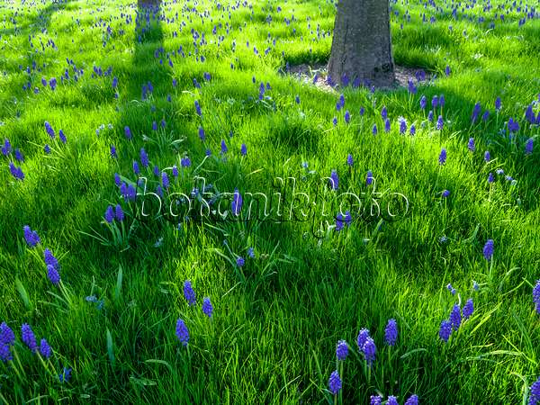 459085 - Armenian grape hyacinth (Muscari armeniacum)
