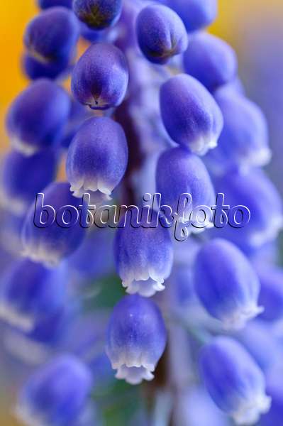 471152 - Armenian grape hyacinth (Muscari armeniacum)
