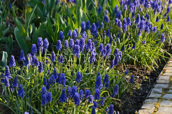 495128 - Armenian grape hyacinth (Muscari armeniacum)