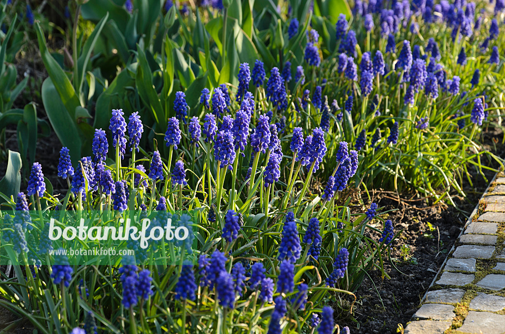 495128 - Armenian grape hyacinth (Muscari armeniacum)