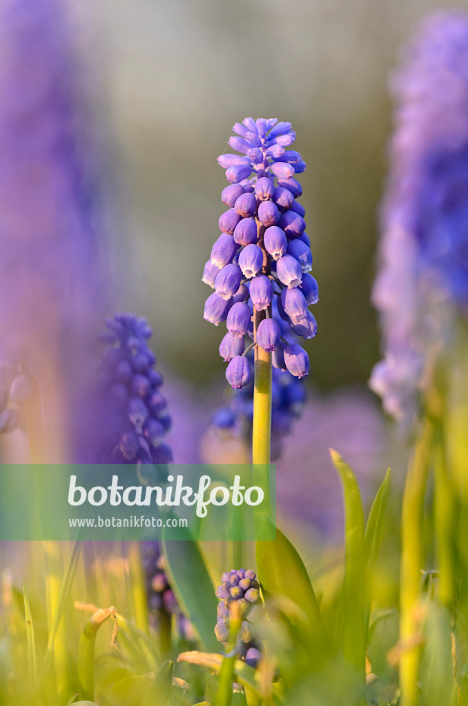 519184 - Armenian grape hyacinth (Muscari armeniacum)