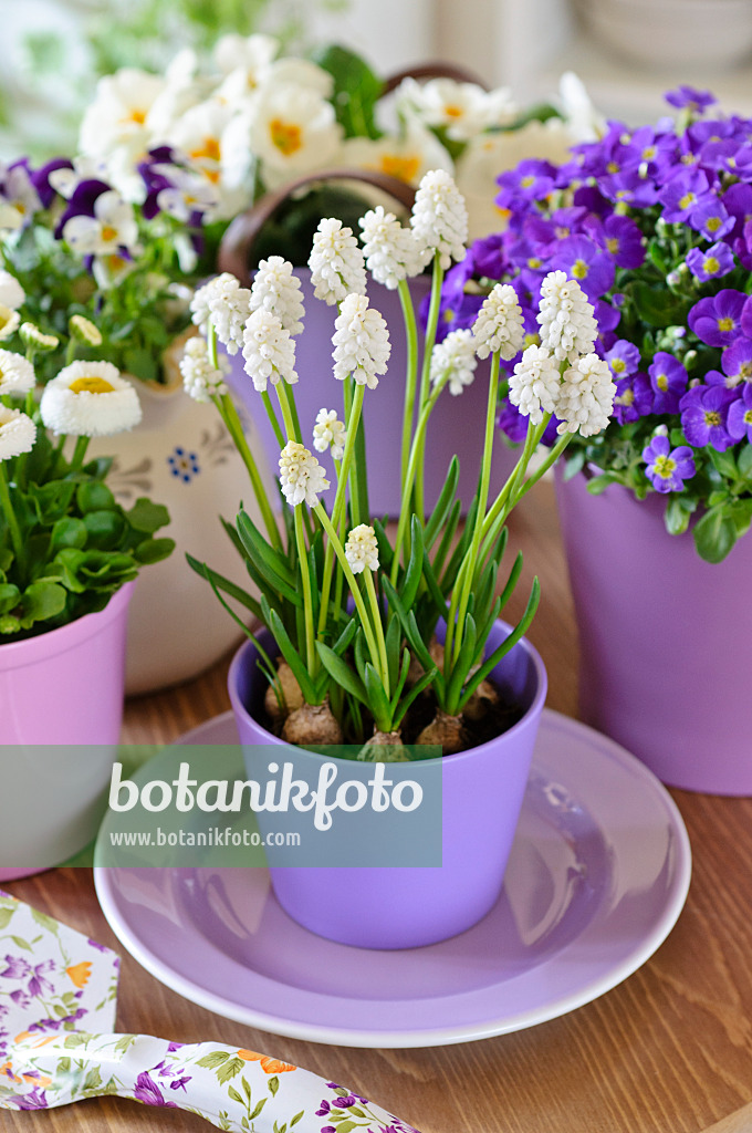 483147 - Armenian grape hyacinth (Muscari armeniacum 'White Magic'), common daisy (Bellis perennis) and purple rock cress (Aubrieta deltoidea)