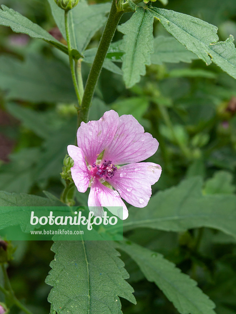 450049 - Armenian mallow (Althaea cannabina)