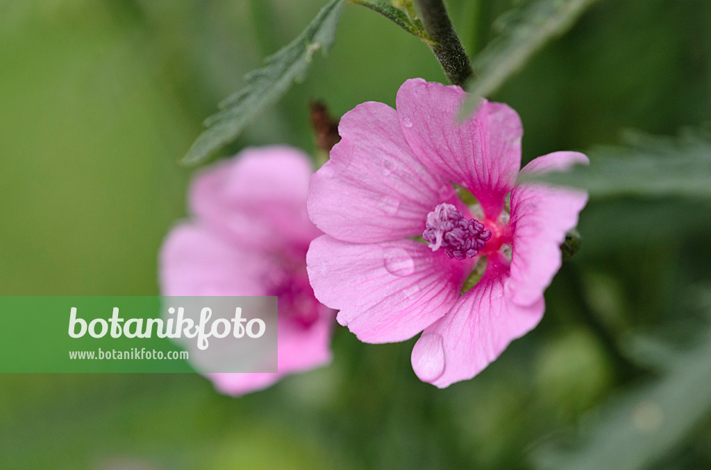 534454 - Armenian mallow (Althaea cannabina)