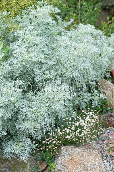 651076 - Armoise (Artemisia arborescens 'Powis Castle')
