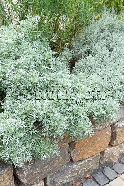 651077 - Armoise (Artemisia arborescens 'Powis Castle')