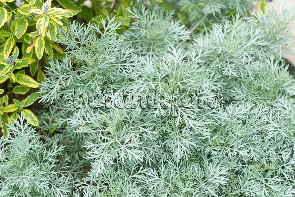 651078 - Armoise (Artemisia arborescens 'Powis Castle')