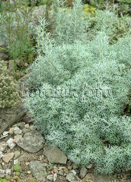 517426 - Armoise (Artemisia armeniaca)