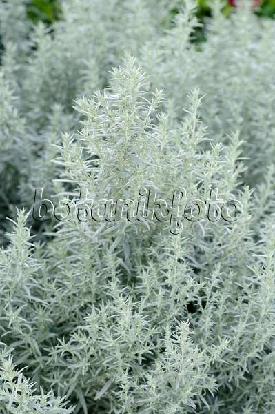 476224 - Armoise (Artemisia ludoviciana 'Silver Queen')