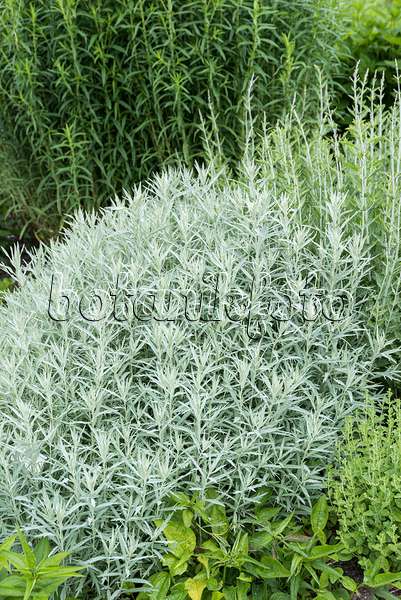 651079 - Armoise (Artemisia ludoviciana 'Silver Queen')
