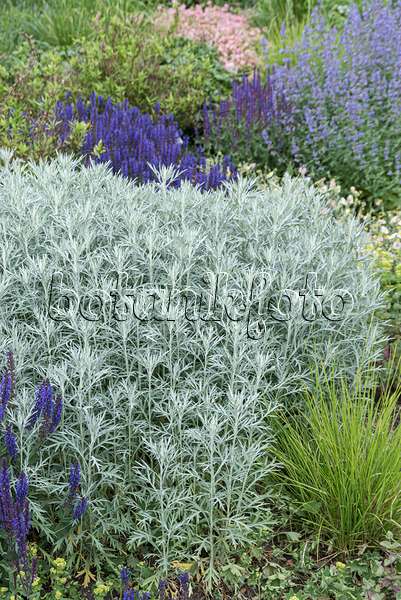 651080 - Armoise (Artemisia ludoviciana 'Silver Queen')