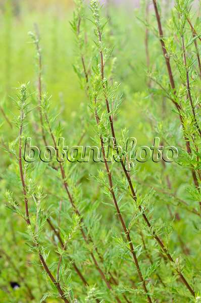 534205 - Armoise commune (Artemisia vulgaris)