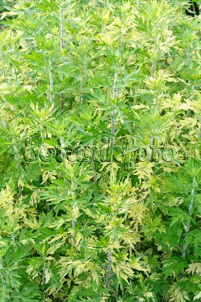 485008 - Armoise commune (Artemisia vulgaris 'Oriental Limelight')
