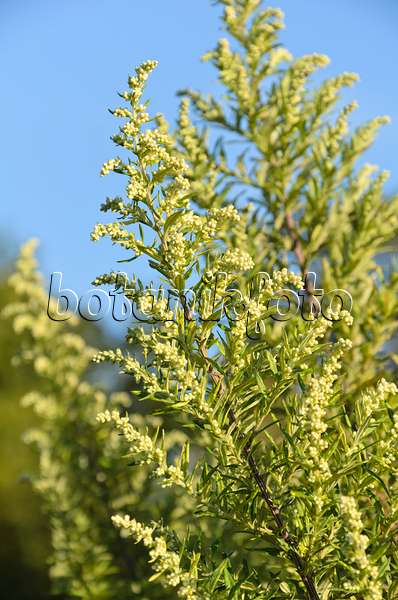 501003 - Armoise commune (Artemisia vulgaris 'Oriental Limelight')