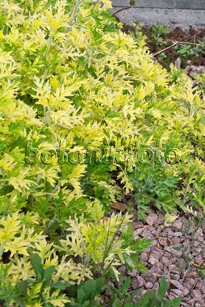 556099 - Armoise commune (Artemisia vulgaris 'Oriental Limelight')