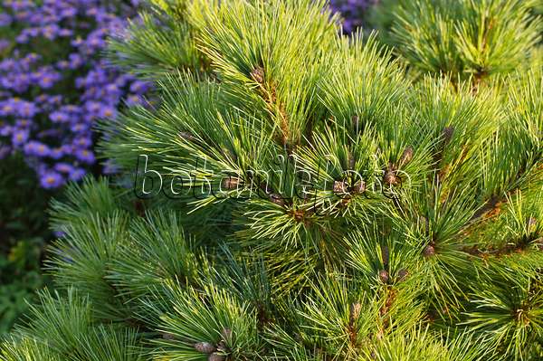 512016 - Arolla pine (Pinus cembra 'Nana')