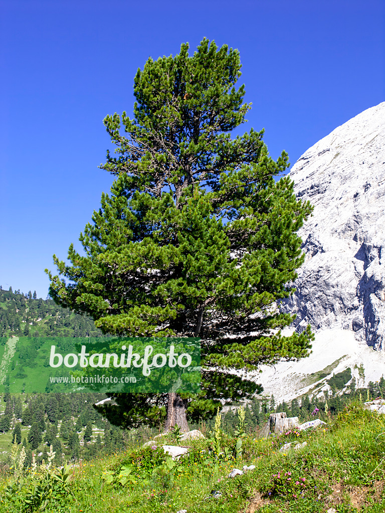 439351 - Arolla pine (Pinus cembra), Wettersteingebirge Nature Reserve, Germany