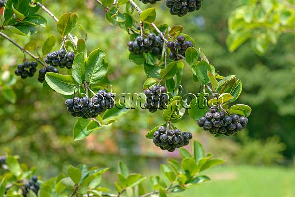 607007 - Aronie à fruits noirs (Aronia melanocarpa 'Viking')