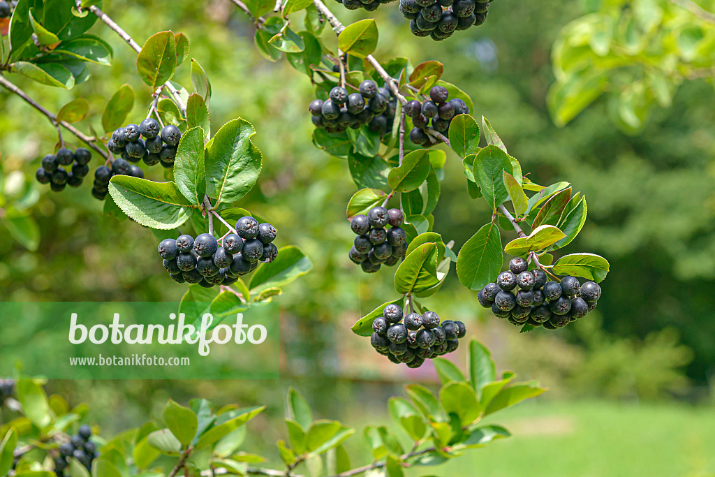 607007 - Aronie à fruits noirs (Aronia melanocarpa 'Viking')