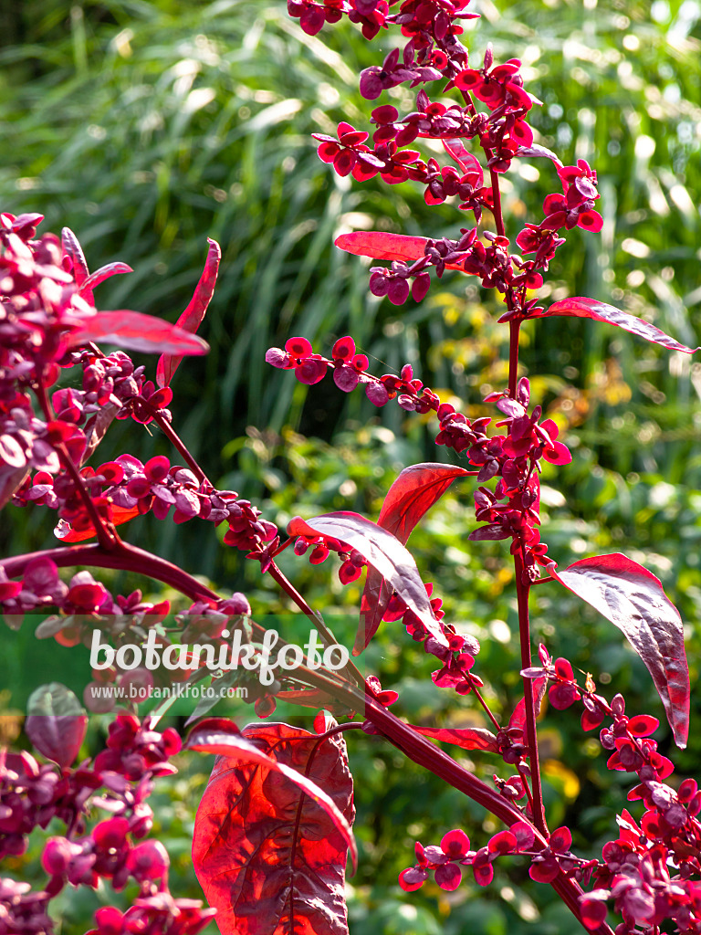 428238 - Arroche rouge des jardins (Atriplex hortensis var. rubra)