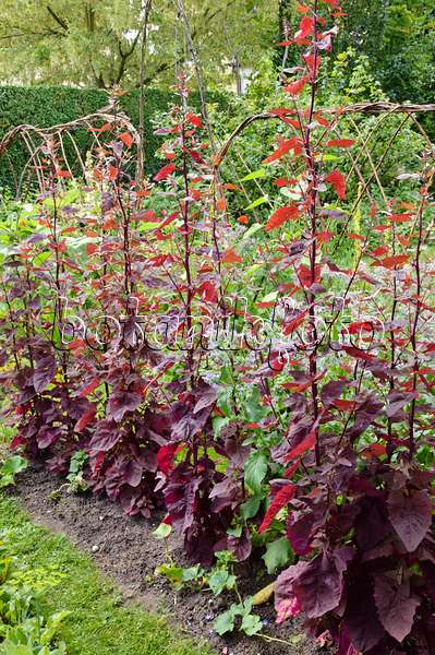 474125 - Arroche rouge des jardins (Atriplex hortensis var. rubra)