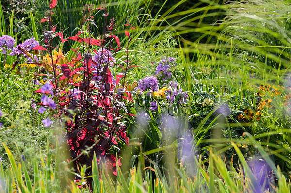 498296 - Arroche rouge des jardins (Atriplex hortensis var. rubra) et phlox paniculé (Phlox paniculata)